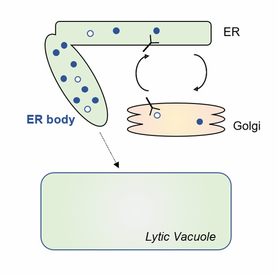 ER-derived compartments for hydrolytic enzyme storage.